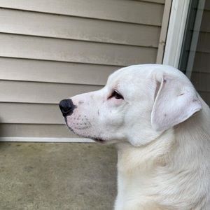 Meet your Posher, Lantz